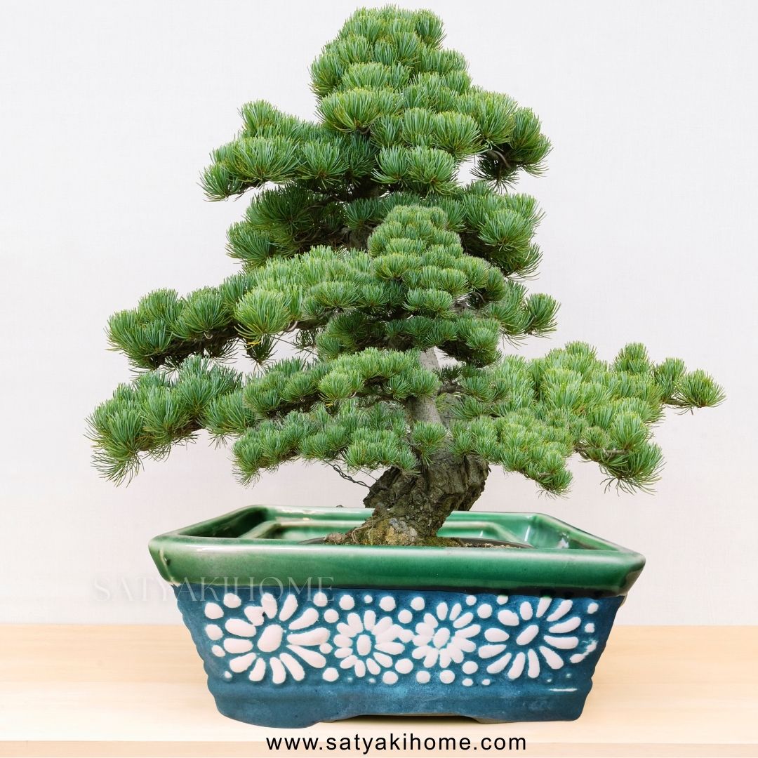 are bonsai trees succulents Rectangular Bonsai Trees Succulents Garden Planter – SATYAKI HOME