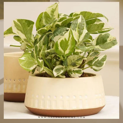 Handi B&B Terracotta Pot | Indoor Planter | Set of 1