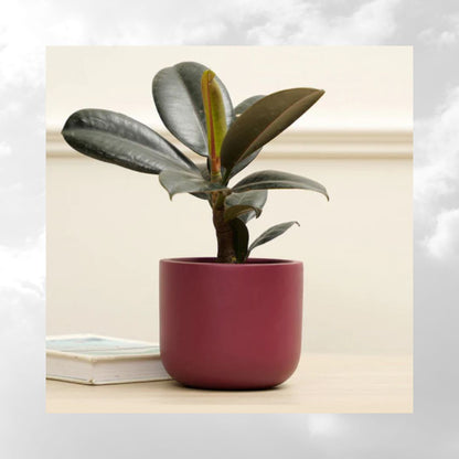 Terracotta Pot | Indoor Planter | 10 cm x 11.5 cm |