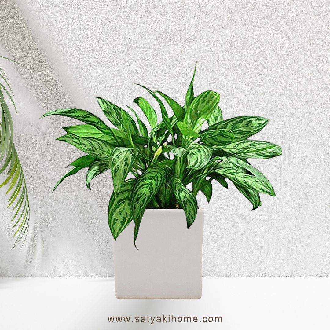 Satyaki Square Shaped White  Ceramic Pot | Planter | 4H X 4W