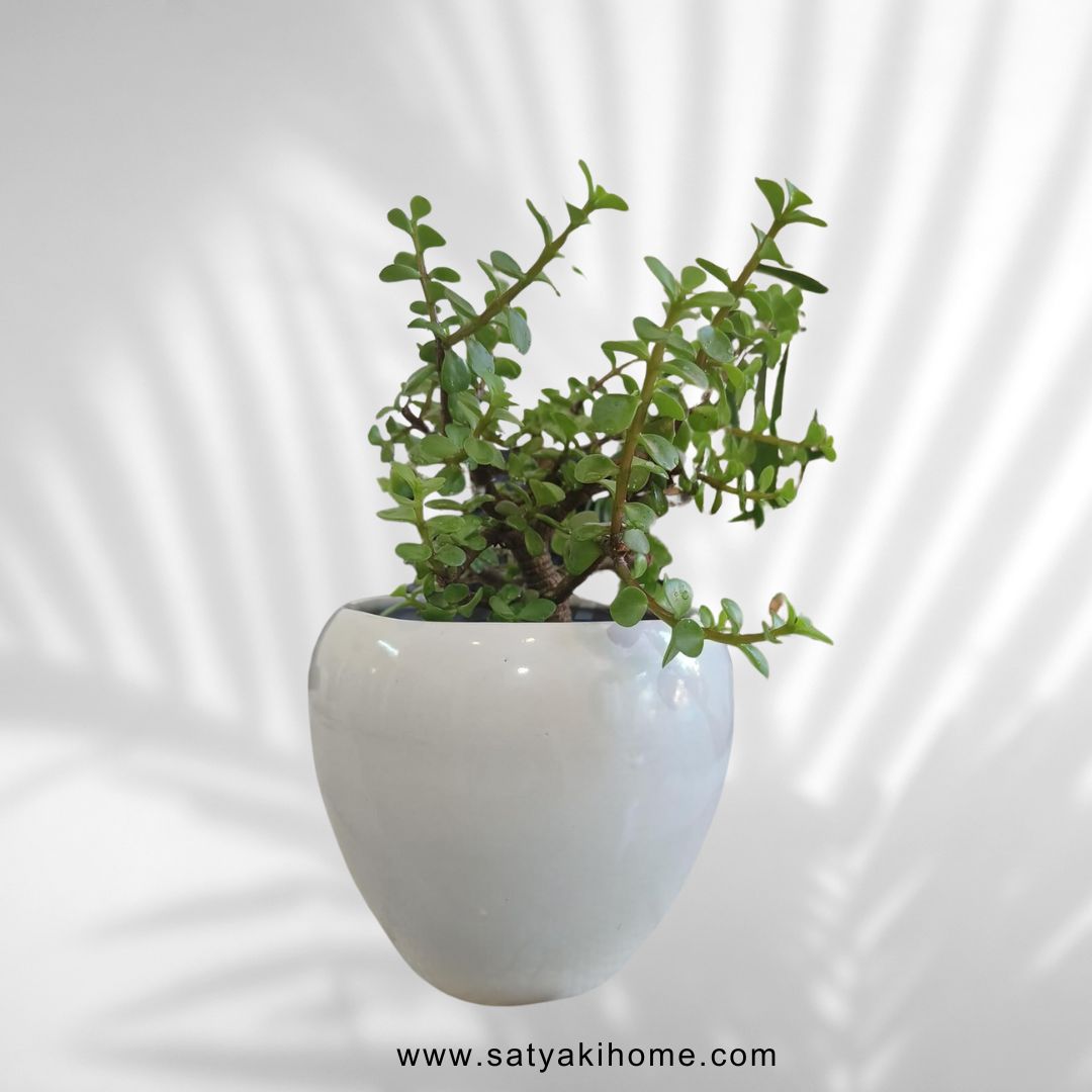 Satyaki Apple Shaped White Ceramic Pot | Planter | 5 Inches